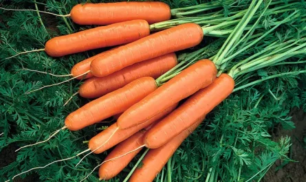 carrots