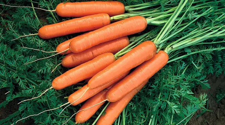 Useful properties of carrots that few people know about