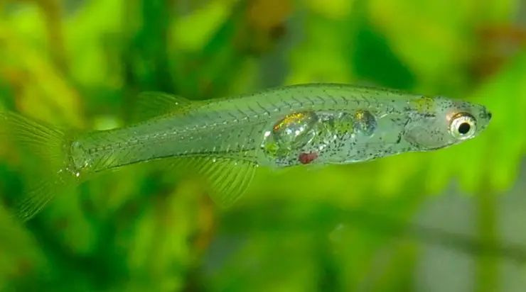 The world’s tiniest fish can make sounds louder than a hammer drill