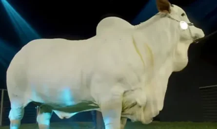 supercow