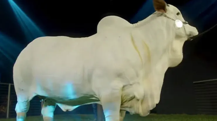 The $4 million dollar supercow is in the Guinness Book of Records