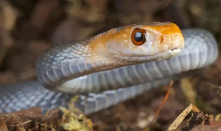 bites