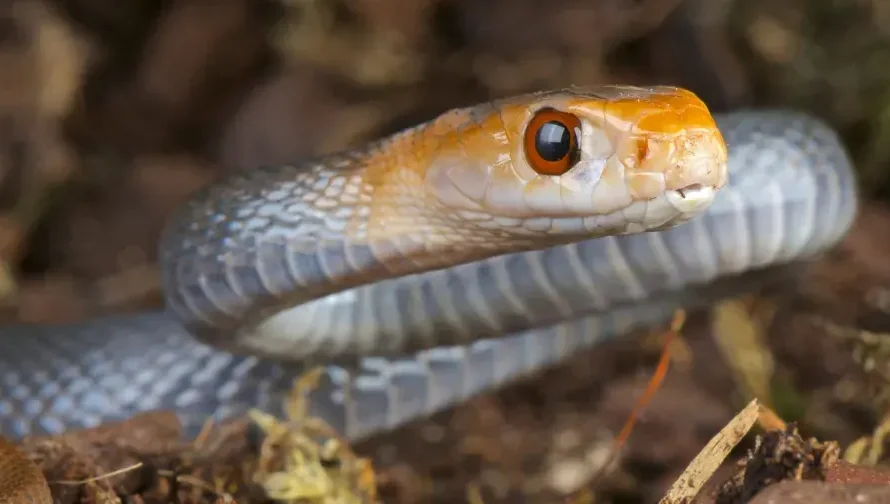 For 20 years, an American man chose to endure the bites of the deadliest snakes on the planet