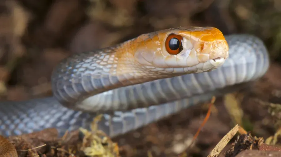 bites